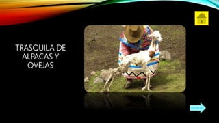 TRASQUILA DE
ALPACAS Y
OVEJAS