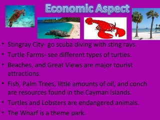 • Stingray City- go scuba diving with sting rays.
• Turtle Farms- see different types of turtles.
• Beaches, and Great Views are major tourist
  attractions.
• Fish, Palm Trees, little amounts of oil, and conch
  are resources found in the Cayman Islands.
• Turtles and Lobsters are endangered animals.
• The Wharf is a theme park.
 