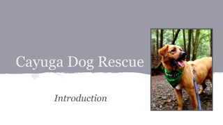 Cayuga Dog Rescue
Introduction
 