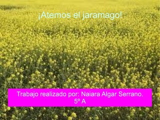 ¡Atemos el jaramago! Trabajo realizado por: Naiara Algar Serrano. 5º A 