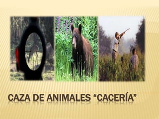 CAZA DE ANIMALES “CACERÍA”
 