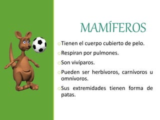 MAMÍFEROS
oTienen el cuerpo cubierto de pelo.
oRespiran por pulmones.
oSon vivíparos.
oPueden ser herbívoros, carnívoros u
omnívoros.
oSus extremidades tienen forma de
patas.
 