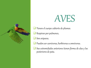 AVES
 Tienen el cuerpo cubierto de plumas.
 Respiran por pulmones,
 Son ovíparos.
 Pueden ser carnívoras, herbívoras u omnívoras.
 Sus extremidades anteriores tienen forma de alas y las
posteriores de pata.
 