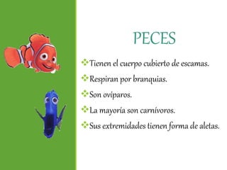 PECES
Tienen el cuerpo cubierto de escamas.
Respiran por branquias.
Son ovíparos.
La mayoría son carnívoros.
Sus extremidades tienen forma de aletas.
 