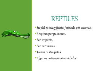 REPTILES
Su piel es seca y fuerte, formada por escamas.
Respiran por pulmones.
Son ovíparos.
Son carnívoros.
Tienen cuatro patas.
Algunos no tienen extremidades.
 
