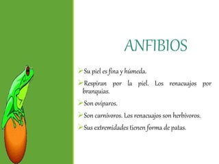 ANFIBIOS
Su piel es fina y húmeda.
Respiran por la piel. Los renacuajos por
branquias.
Son ovíparos.
Son carnívoros. Los renacuajos son herbívoros.
Sus extremidades tienen forma de patas.
 