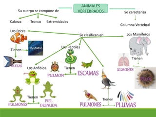 ANIMALES
VERTEBRADOS Se caracteriza
Cabeza Tronco Extremidades
Su cuerpo se compone de
Columna Vertebral
Tienen
Los Peces
Los Anfibios
Tienen
Se clasifican en
Tienen
Tienen
Tienen
Los Reptiles
Los Mamíferos
 