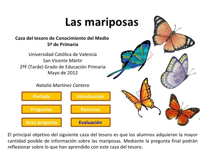 Caza del tesoro mariposa