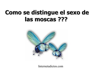 Como se distingue el sexo de las moscas ??? Internetadictos.com