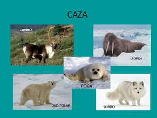 CAZA
CARIBÚ

MORSA

FOCA

OSO POLAR

ZORRO

 