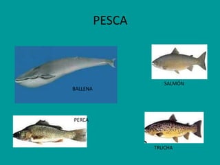 PESCA

BALLENA

SALMÓN

PERCA

TRUCHA

 