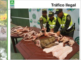 Tráfico Ilegal
 