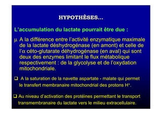 HYPOTHÈSES...HYPOTHÈSES...
L’accumulation du lactate pourrait être due :
µ A la différence entre l’activité enzymatique maximale
de la lactate déshydrogénase (en amont) et celle de
l’α céto-glutarate déhydrogénase (en aval) qui sont
deux des enzymes limitant le flux métabolique
respectivement : de la glycolyse et de l’oxydation
mitochondriale.
A la saturation de la navette aspartate - malate qui permet
le transfert membranaire mitochondrial des protons H+.
Au niveau d’activation des protéines permettant le transport
transmembranaire du lactate vers le milieu extracellulaire.
 