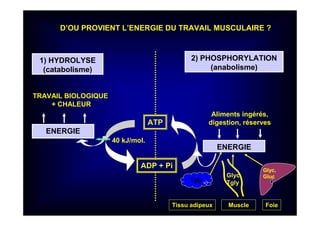 ENERGIE
ENERGIE
Aliments ingérés,
digestion, réserves
1) HYDROLYSE
(catabolisme)
2) PHOSPHORYLATION
(anabolisme)
TRAVAIL BIOLOGIQUE
+ CHALEUR
ATP
ADP + Pi
D’OU PROVIENT L’ENERGIE DU TRAVAIL MUSCULAIRE ?
40 kJ/mol.
MuscleTissu adipeux Foie
Tgly
Glyc,
Tgly
Glyc,
Gluc
 
