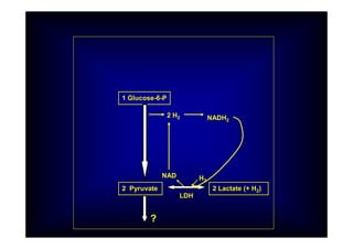 1 Glucose-6-P
2 Pyruvate
2 H2
2 Lactate (+ H2)
LDH
NADH2
NAD H2
?
 