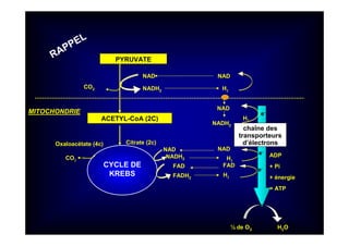 PYRUVATE
ACETYL-CoA (2C)
NAD
NADH2
CYCLE DE
KREBS
NAD
NADH2
FADH2
CO2
CO2
H2
NAD
H2
H2
NAD
chaîne des
transporteurs
d’électrons
½ de O2 H2O
ADP
+ Pi
+ énergie
= ATP
NAD
NADH2
H2
MITOCHONDRIE
Oxaloacétate (4c) Citrate (2c)
e-
e-
FAD
e-
FAD
RAPPEL
 