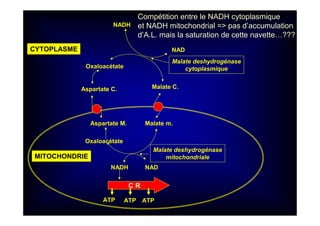 Malate m.
Oxaloacétate
Aspartate M.
Malate C.Aspartate C.
Oxaloacétate
NAD
NADH
NADH NAD
C R
ATP ATP ATP
Malate deshydrogénase
mitochondriale
Malate deshydrogénase
cytoplasmique
MITOCHONDRIE
CYTOPLASME
Compétition entre le NADH cytoplasmique
et NADH mitochondrial => pas d’accumulation
d’A.L. mais la saturation de cette navette…???
 