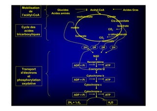 Citrate
Cis-asconitate
isocitrate
fumarate
malate
oxaloacétate
CO2
αααα cétoglutarate
CO2
succinate
2H
NAD
2H
flavoprotéine
2H2H
Coenzyme Q
ADP + Pi ATP
Cytochrome b
ADP + Pi ATP
Cytochrome c
Cytochrome a
ADP + Pi ATP
2H2 + ½ 02 H2O
Acétyl CoAGlucides
Acides aminés
Acides Gras
Mobilisation
de
l’acétyl-CoA
Cycle des
acides
tricarboxyliques
Transport
d’électrons
et
phosphorylation
oxydative
 