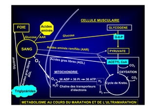 GLYCOGENE
CELLULE MUSCULAIRE
O2
PYRUVATE
MITOCHONDRIE OXYDATION
Cycle de Krebs.
36 ADP + 36 Pi 36 ATP
CO2
CO2
Chaîne des transporteurs
d’électrons
H2
H2
FOIE
Glucose
O2
H2O
METABOLISME AU COURS DU MARATHON ET DE L’ULTRAMARATHON
G-6-P
SANG
Glucose
Triglycérides
AcidesgraslibresAGL
Glycérol
Acides
aminés
AAR
ACETYL CoA
Acides gras libres (AGL)
Acides aminés ramifiés (AAR)
 