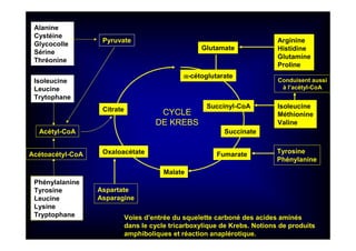 αααα-cétoglutarate
Arginine
Histidine
Glutamine
Proline
Glutamate
Succinyl-CoA Isoleucine
Méthionine
Valine
Conduisent aussi
à l’acétyl-CoA
Succinate
Fumarate Tyrosine
Phénylanine
Malate
Oxaloacétate
Aspartate
Asparagine
Citrate
Acétyl-CoA
Acétoacétyl-CoA
Phénylalanine
Tyrosine
Leucine
Lysine
Tryptophane
Alanine
Cystéine
Glycocolle
Sérine
Thréonine
Pyruvate
Isoleucine
Leucine
Trytophane
Voies d’entrée du squelette carboné des acides aminés
dans le cycle tricarboxylique de Krebs. Notions de produits
amphiboliques et réaction anaplérotique.
CYCLE
DE KREBS
 