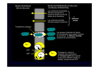 Les molécules de faible
diamètre passent facilement :
Na
+
Na
+
Na+
Na+
Les grosses molécules ont besoin
d’un transporteur pour passer à travers
la membrane : 2. diffusion facilitée
(Gradient de concentration)
Transporteur protéique
Les substances liposolubles
diffusent directement à
travers la double couche de
lipides de la membrane 1
Diffusion
simple
ATP
ADP
Pompage du sodium à
l’extérieur de la membrane :
3. Transport actif (sens opposé
à ceux de la diffusion simple ou
facilité). Consomme de l'ATP
MILIEU INTERIEUR
DE LA CELLULE
MILIEU EXTERIEUR DE LA CELLULE
OU MILIEU INTERSTITIEL
 