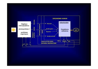 Végétaux
chlorophylliens :
photosynthèse =
synthèses
organiques
Glucose
Acides gras
Glycérol
Acides aminés
Oxydations
cellulaires
mitochondrie
APPAREILDIGESTIF
CIRCULATION SANG.
APPAREIL RESPIRATOIRE
H2O CO2 O2
Hb O2 Hb CO2 H2O
SANG
Animaux=
protéinesLipidesGlucides
ATP
ORGANISME HUMAIN
 