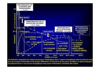 100 %
50 % _
10s 20s 30s 40s 50s 1min 2min 3min 4min 10min 20min
DUREE (s et min)
PREDOMINANCE DE
LA SOURCE DES
PHOSPAGENES
≈≈≈≈ 1 à 6 s
PREDOMINANCE DE LA
GLYCOLYSE LACTIQUE
≈≈≈≈ 6 s à 1min
PREDOMINANCE
DE LA GLYCOLYSE
AEROBIE : 2 à 7min
PREDOMINANCE
DE L’OXYDATION
DE DIFFERENTS
SUBSTRATS
> 7min…
GLYCOGENE..acide
lactique
GLYGOGENE…
acide lactique
GLYCOGENE
...H2O + CO2
GLYCOGENE
+ GLUCOSE
+ ACIDES
GRAS LIBRES
+ ACIDES AMINES
INTENSITE(en%dumaximum)
Contribution respective de chaque processus métabolique dans l ’apport énergétique total (courbe du haut)
lors de courses d’intensités et de durées différentes. En fonction de ces deux variables, on peut remarquer
la prédominance d ’une source énergétique mais aussi l’interaction constante des autres.
ATP + PCr
+ Glycogène
+ PCr + Glycogène
aérobie
+ Glycogène
(acide lactique)
+ GLYCOGENE
aérobie
ZONE MIXTE
ZONE MIXTE
 