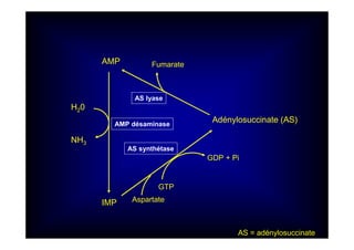 AMP
H20
IMP
AMP désaminase
Adénylosuccinate (AS)
NH3
AS synthétase
Aspartate
GTP
GDP + Pi
AS lyase
Fumarate
AS = adénylosuccinate
 