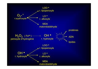 O2-h
r.superoxyde
LOOh
r. lipoperoxyle
LOh
r. alkoxyle
MDA
malondialdéhyde
H2O2 ( Fe2+ )
peroxyde d’hydrogène
OHh
r. hydroxyle
protéines
ADN
lipides
OHh
r. hydroxyle
LOOh
r. lipoperoxyle
LOh
r. alkoxyle
MDA
malondialdéhyde
 