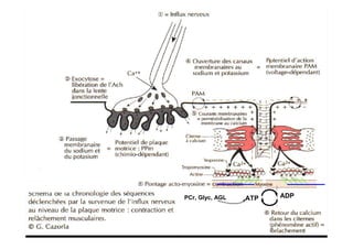 ATP ADPPCr, Glyc, AGL
 