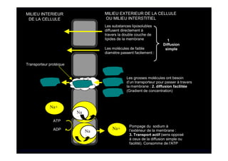 Les molécules de faible
diamètre passent facilement :
Na
+
Na
+
Na+
Na+
Les grosses molécules ont besoin
d’un transporteur pour passer à travers
la membrane : 2. diffusion facilitée
(Gradient de concentration)
Transporteur protéique
Les substances liposolubles
diffusent directement à
travers la double couche de
lipides de la membrane 1
Diffusion
simple
ATP
ADP
Pompage du sodium à
l’extérieur de la membrane :
3. Transport actif (sens opposé
à ceux de la diffusion simple ou
facilité). Consomme de l'ATP
MILIEU INTERIEUR
DE LA CELLULE
MILIEU EXTERIEUR DE LA CELLULE
OU MILIEU INTERSTITIEL
 