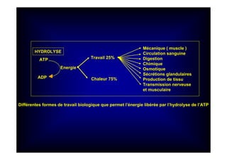 HYDROLYSE
ATP
ADP
Energie
Travail 25%
Chaleur 75%
Mécanique ( muscle )
Circulation sanguine
Digestion
Chimique
Osmotique
Sécrétions glandulaires
Production de tissu
Transmission nerveuse
et musculaire
Différentes formes de travail biologique que permet l’énergie libérée par l’hydrolyse de l’ATP
 