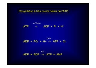 ATPase
ATP → ADP + Pi + H+
CPK
ADP + PCr + H+ → ATP + Cr
AK
ADP + ADP → ATP + AMP
Resynthèse à très courts délais de l’ATP
 