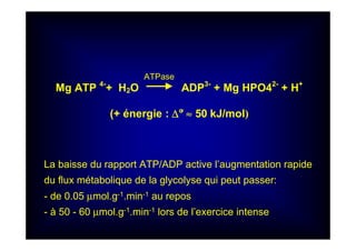 ATPase
Mg ATP 4-
+ H2O ADP3-
+ Mg HPO42-
+ H+
(+ énergie : ∆∆∆∆°’ ≈≈≈≈ 50 kJ/mol)
La baisse du rapport ATP/ADP active l’augmentation rapide
du flux métabolique de la glycolyse qui peut passer:
- de 0.05 µmol.g-1.min-1 au repos
- à 50 - 60 µmol.g-1.min-1 lors de l’exercice intense
 