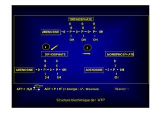 TRIPHOSPHATE
0 0 0
II II II
ADENOSINE 0 P ~ 0 P ~ 0 P 0H
I I I
OH OH OH
DIPHOSPHATE MONOPHOSPHATE
0 0 0
II II II
ADENOSINE - 0 - P ~ 0 - P - 0H ADENOSINE - 0 - P - 0H
I I I
0H 0H 0H
ATPase
ATP + H2O ADP + P + H+
(+ énergie : ∆∆∆∆°’- 50 kJ/mol) Réaction 1
1 2
Structure biochimique de l ’ATP
 