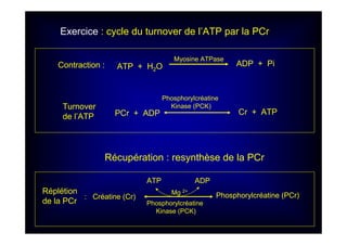 : Créatine (Cr) Phosphorylcréatine (PCr)
ATP ADP
Mg 2+
Phosphorylcréatine
Kinase (PCK)
PCr + ADP Cr + ATP
Phosphorylcréatine
Kinase (PCK)
ATP + H2O ADP + Pi
Myosine ATPase
Contraction :
Turnover
de l’ATP
Réplétion
de la PCr
Exercice : cycle du turnover de l’ATP par la PCr
Récupération : resynthèse de la PCr
 