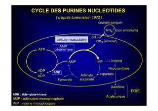 ADP
+
ADP
ATP
AMP IMP
NH3 (amoniac)
Inosine
Hypoxanthine
Xanthine
Acide urique
Adénylo
succinateFumarate
CYCLE DES PURINES NUCLEOTIDES
( d’après Lowenstein 1972 )
ADK
ADK : Adénylate-kinase
NH4
+ (ion amonium)
courant sanguin
cellule musculaire
FOIE
aspartate
AMP : adénosine monophosphate
IMP : inosine monophospate
AMP
désaminase
pH ↓
 