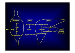 MUSCLE FOIE
ATP
AMP
IMP
hypoxanthine hypoxanthine
hypoxanthine
xanthine
Acide uriqueAcide urique
urine
SANG
( xantine-oxydase : Xo )
( xantine-oxydase : Xo )
H2O2
Peroxyde
d’hydrogène
NH3NH4
 