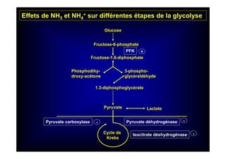 Glucose
Fructose-6-phosphate
Fructose-1.6-diphosphate
PFK +
Phosphodihy-
droxy-acétone
3-phospho-
glycéraldéhyde
1.3-diphosphoglycérate
Pyruvate Lactate
Cycle de
Krebs
Pyruvate déhydrogénase --Pyruvate carboxylase
Isocitrate déshydrogénase -
Effets de NH3 et NH4
+ sur différentes étapes de la glycolyse
 