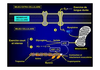 O2
O2
Myoglobine
Tropomyosine
Mitochondrie
ATP
ADP + Pi
MEMBRANE
CELLULAIRE
MILIEU CELLULAIRE
PCr C + Pi
Exercice court
et intense
Myosine
Actine
Exercice de
longue durée
Glycogène... lactate
MILIEU EXTRA CELLULAIRE
Troponine
Contraction et
relachement musculaires
 