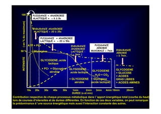 100 %
50 % _
10s 20s 30s 40s 50s 1min 2min 3min 4min 10min 20min
DUREE (s et min)
PUISSANCE « ANAEROBIE
ALACTIQUE » ≈≈≈≈ 6 à 8s
PUISSANCE « ANAEROBIE
LACTIQUE » ≈≈≈≈ 20 à 50s
PUISSANCE
AEROBIE
MAXIMALE ≈≈≈≈ 7min
ENDURANCE ANAEROBIE
ALACTIQUE ≈≈≈≈ 20 à 25s
ENDURANCE
ANAEROBIE
LACTIQUE :
( ≈≈≈≈ 3min )
ENDURANCE
AEROBIE
>>>> à 7min…
GLYCOGENE..acide
lactique
GLYGOGENE…
acide lactique
GLYCOGENE
...H2O + CO2
GLYCOGENE
+ GLUCOSE
+ ACIDES
GRAS LIBRES
+ ACIDES AMINES
INTENSITE(en%dumaximum)
Contribution respective de chaque processus métabolique dans l ’apport énergétique total (courbe du haut)
lors de courses d’intensités et de durées différentes. En fonction de ces deux variables, on peut remarquer
la prédominance d ’une source énergétique mais aussi l’interaction constante des autres.
ATP + PCr
+ Glycogène
+ PCr + Glycogène
aérobie
+ Glycogène
(acide lactique)
+ GLYCOGENE
aérobie
 