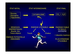 ÉTAT INITIAL ÉTAT INTERMEDIAIRE ÉTAT FINAL
Glucose,
Glycogène,
Triglycérides
CATABOLISME CO2 + H2O
ÉNERGIE UTILISABLERÉSERVES
ÉNERGETIQUES
Muscle, foie,
Tissus adipeux
ÉNERGIE POTENTIELLE
ORDONNÉE
ÉNERGIE FAIBLE
OU NULLE :
ENTROPIE
= désordre maximum
PLUS D’ÉNERGIE
UTILISABLE
Travail Chaleur
 