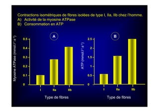 MyosineATPase(mmol.l-1.s-1)
0.5 –
0.4 –
0.3 –
0.2 –
0.1 –
0 –
Type de fibres
I I I
I IIa IIb
I I I
I IIa IIb
Type de fibres
ATP(mmol.l-1.s-1)
2.5 –
2 –
1.5 –
1 –
0.5 –
0 –
Contractions isométriques de fibres isolées de type I, IIa, IIb chez l’homme.
A) Activité de la myosine ATPase
B) Consommation en ATP
A B
 