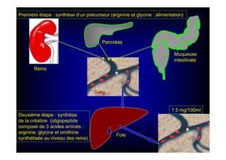 Reins
Pancréas
Muqueuse
intestinale
Foie
Première étape : synthèse d’un précurseur (arginine et glycine : alimentation)
Sang
Deuxième étape : synthèse
de la créatine (oligopeptide
composé de 3 acides aminés :
arginine, glycine et ornithine
synthétisée au niveau des reins)
1.5 mg/100ml
 