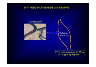1.5 mg/100ml
117 g chez un homme de 70 kg
≈ 1.7 g par kg de poids
Créatine
+ Pi = PCr
SYNTHESE ENDOGENE DE LA CREATINE
 