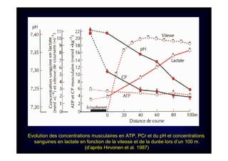 Evolution des concentrations musculaires en ATP, PCr et du pH et concentrations
sanguines en lactate en fonction de la vitesse et de la durée lors d’un 100 m.
(d’après Hirvonen et al. 1987)
 