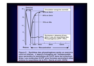 Figure 9 : Synthèse des phosphagènes après un exercice
court et intense. L’apport d’oxygène est indispensable
pour perm ettre la resynthèse de l’ATP dans les mitochon-
dries. Les molécules d’ATP ainsi form ées permettent elles-
m êmes la resynthèse de la PCr. Harris et coll. (1976)
20 _
16_
12 _
8 _
4 _
Occlusion = absence d’oxy-
gène = pas de resynthèse des
Phosphagènes (ATP + PCr).
Circulation sanguine normale
Exercice
épuisant
Repos Récupération
I I I I I I
0 2min 4min 8min 12min
90% en 4min
85% en 2min
70% en 50s
 