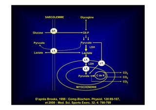 GTi
LTi
SARCOLEMME Glycogène
G6-PGlucose
Pyruvate
LactateLactate
Pyruvate
C de K
LTi
LTi
LTi
Pyruvate
CO2
CO2
CO2
MITOCHONDRIE
LDH
LDH
D’après Brooks, 1998 : Comp.Biochem. Physiol. 120:89-107,
et 2000 : Med. Sci. Sports Exerc. 32; 4: 790-799
 