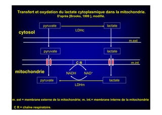 lactate
lactate
lactatepyruvate
NAD+NADH
C R
cytosol
mitochondrie
m.ext
m.int
LDHm
pyruvate
pyruvate
Transfert et oxydation du lactate cytoplasmique dans la mitochondrie.
D'après [Brooks, 1999 ], modifié.
C R = chaîne respiratoire.
m. ext = membrane externe de la mitochondrie; m. int.= membrane interne de la mitochondrie
LDHc
 