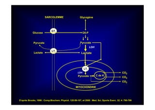 GTi
LTi
SARCOLEMME Glycogène
G6-PGlucose
Pyruvate
LactateLactate
Pyruvate
C de K
LTi
Pyruvate
CO2
CO2
CO2
MITOCHONDRIE
LDH
LDH
D’après Brooks, 1998 : Comp.Biochem. Physiol. 120:89-107, et 2000 : Med. Sci. Sports Exerc. 32; 4: 790-799
 